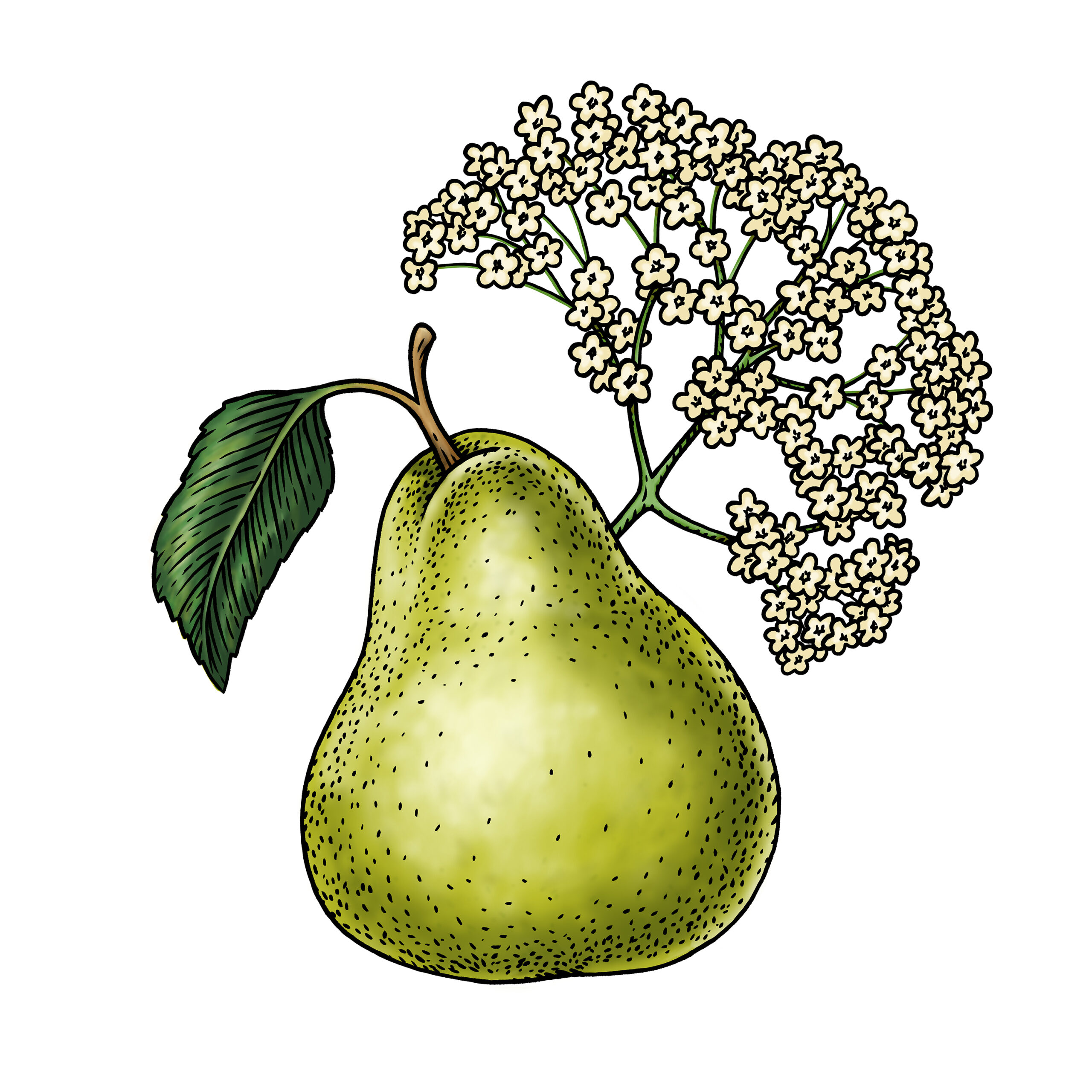 Pear-Elderflower-3x3ft-separeted